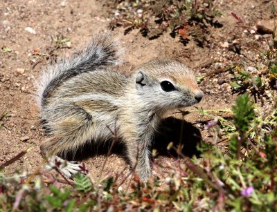 RODENT - SQUIRREL - SAN JOAQUIN ANTELOPE SQUIRREL - NELSON'S ANTELOPE SQUIRREL - CARRIZO PLAIN NATIONAL MONUMENT (3).JPG