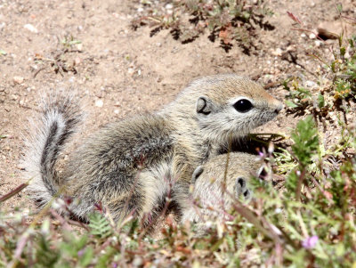 RODENT - SQUIRREL - SAN JOAQUIN ANTELOPE SQUIRREL - NELSON'S ANTELOPE SQUIRREL - CARRIZO PLAIN NATIONAL MONUMENT (3).JPG