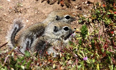 RODENT - SQUIRREL - SAN JOAQUIN ANTELOPE SQUIRREL - NELSONS ANTELOPE SQUIRREL - CARRIZO PLAIN NATIONAL MONUMENT (3).JPG