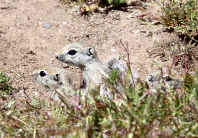 RODENT - SQUIRREL - SAN JOAQUIN ANTELOPE SQUIRREL - NELSON'S ANTELOPE SQUIRREL - CARRIZO PLAIN NATIONAL MONUMENT (9).JPG