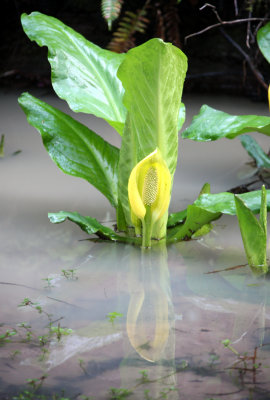 ARACEAE - SYMPLOCARPUS AMERICANUS - SKUNK CABBAGE - JEDIDIAH SMITH REDWOODS STATE PARK CALIFORNIA (2).JPG