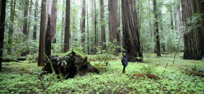 AVENUE OF THE GIANTS - HUMBOLDT REDWOODS STATE PARK CAL - ALBEE CREEK CAMPGROUNDS AREA (13).JPG