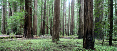 AVENUE OF THE GIANTS - HUMBOLDT REDWOODS STATE PARK CAL - ALBEE CREEK CAMPGROUNDS AREA (14).JPG