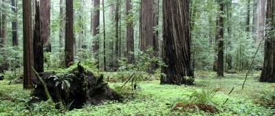 AVENUE OF THE GIANTS - HUMBOLDT REDWOODS STATE PARK CAL - ALBEE CREEK CAMPGROUNDS AREA (16).JPG