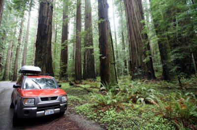 AVENUE OF THE GIANTS - HUMBOLDT REDWOODS STATE PARK CAL - ALBEE CREEK CAMPGROUNDS AREA (21).JPG