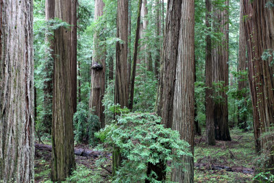 AVENUE OF THE GIANTS - HUMBOLDT REDWOODS STATE PARK CAL - ALBEE CREEK CAMPGROUNDS AREA (35).JPG