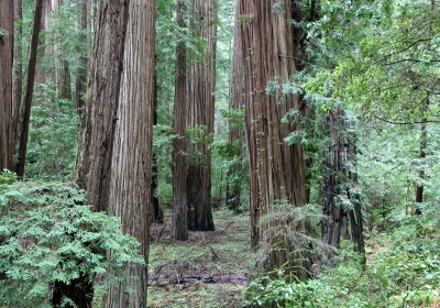 AVENUE OF THE GIANTS - HUMBOLDT REDWOODS STATE PARK CAL - ALBEE CREEK CAMPGROUNDS AREA (38).JPG