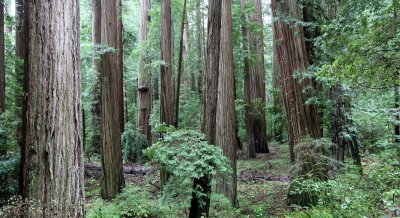 AVENUE OF THE GIANTS - HUMBOLDT REDWOODS STATE PARK CAL - ALBEE CREEK CAMPGROUNDS AREA (40).JPG