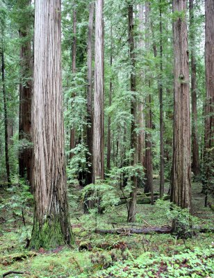 AVENUE OF THE GIANTS - HUMBOLDT REDWOODS STATE PARK CAL - ALBEE CREEK CAMPGROUNDS AREA (9).JPG