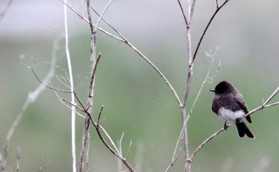 BIRD - PHOEBE - BLACK PHOEBE - HUMBOLDT WETLANDS RESERVE CALIFORNIA (2).jpg