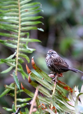 BIRD - SPARROW - SONG SPARROW - JEDEDIAH SMITH STATE PARK CALIFORNIA.JPG