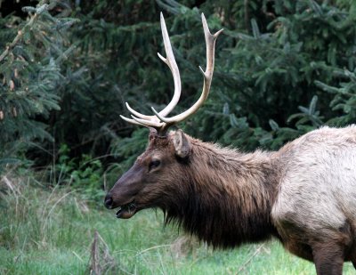 CERVID - ELK - ROOSEVELT ELK - PRAIRIE CREEK STATE PARK CALIFORNIA (4).JPG