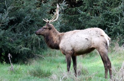 CERVID - ELK - ROOSEVELT ELK - PRAIRIE CREEK STATE PARK CALIFORNIA (5).JPG