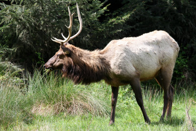 CERVID - ELK - ROOSEVELT ELK - PRAIRIE CREEK STATE PARK FERN CANYON.JPG