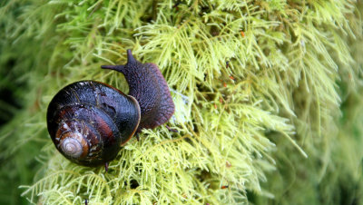 INVERT - MOLLUSCA - SNAIL - GROUND SNAIL - PRAIRIE CREEK STATE PARK FERN CANYON.JPG