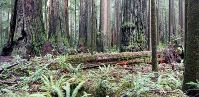 JEDEDIAH SMITH STATE PARK CALIFORNIA - REDWOODS FORESTS VIEWS - ROADTRIP 2010 (2).JPG