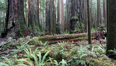 JEDEDIAH SMITH STATE PARK CALIFORNIA - REDWOODS FORESTS VIEWS - ROADTRIP 2010 (4).JPG
