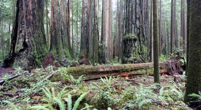 JEDEDIAH SMITH STATE PARK CALIFORNIA - REDWOODS FORESTS VIEWS - ROADTRIP 2010.JPG