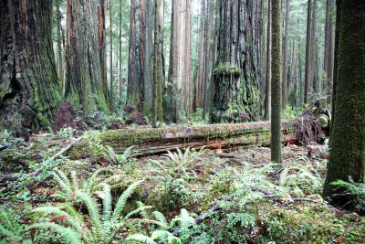 JEDIDIAH SMITH REDWOODS STATE PARK CALIFORNIA (10).JPG