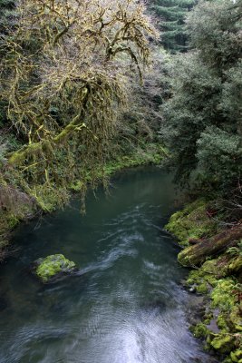 JEDIDIAH SMITH REDWOODS STATE PARK CALIFORNIA (21).JPG