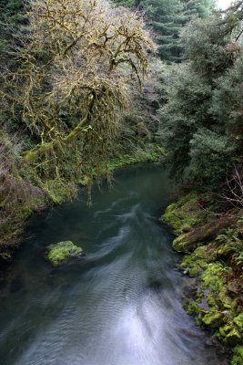 JEDIDIAH SMITH REDWOODS STATE PARK CALIFORNIA (24).JPG