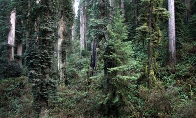 JEDIDIAH SMITH REDWOODS STATE PARK CALIFORNIA (26).JPG