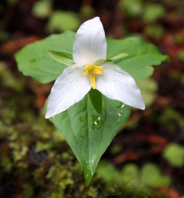 LILIACEAE - TRILLIUM SPECIES - JEDEDIAH SMITH STATE PARK CALIFORNIA (4).JPG