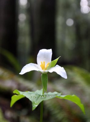 LILIACEAE - TRILLIUM SPECIES - JEDEDIAH SMITH STATE PARK CALIFORNIA.JPG