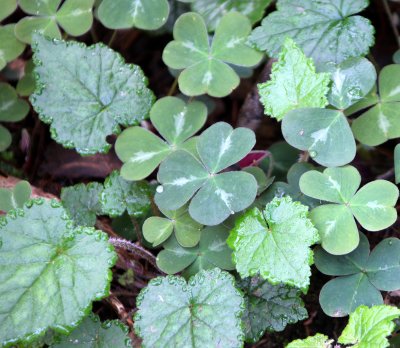 OXALIDACEAE - OXALIS SPECIES - PRAIRIE CREEK STATE PARK FERN CANYON (2).JPG