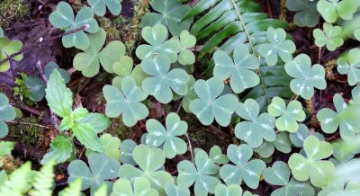 OXALIDACEAE - OXALIS SPECIES - PRAIRIE CREEK STATE PARK FERN CANYON.JPG