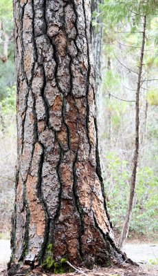 PINACEAE - PINUS PONDEROSA - PONDEROSA PINE - DARLINGTONIA WAYSIDE ON REDWOOD HIGHWAY CA (3).JPG