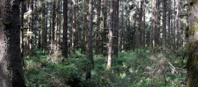 PRAIRIE CREEK STATE PARK - SITKA SPRUCE FOREST (2).JPG