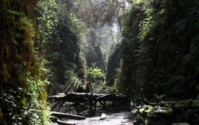 PRAIRIE CREEK STATE PARK CALIFORNIA - FERN CANYON (11).JPG