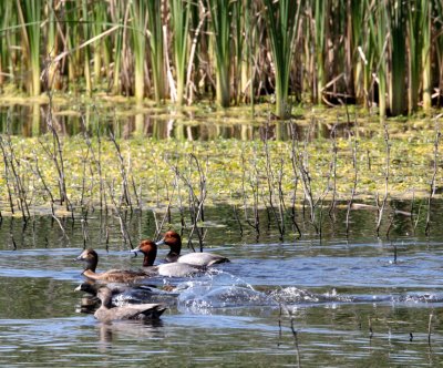 BIRD - DUCK - REDHEAD - KERN NATIONAL WILDLIFE REFUGE CALIFORNIA (11).JPG