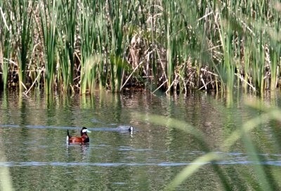 BIRD - DUCK - RUDDY DUCK - KERN NATIONAL WILDLIFE REFUGE CALIFORNIA.JPG