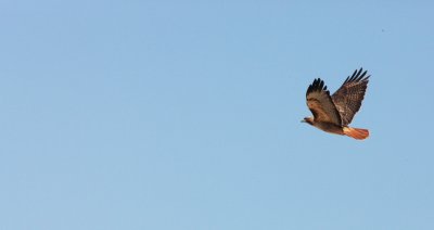 BIRD - HAWK - RED-TAILED HAWK - KERN NATIONAL WILDLIFE REFUGE CALIFORNIA (8).JPG