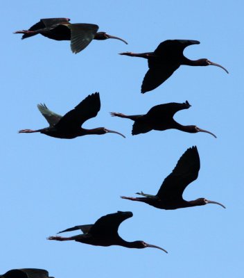 BIRD - IBIS - WHITE-FACED IBIS - KERN NATIONAL WILDLIFE REFUGE CALIFORNIA (12).JPG