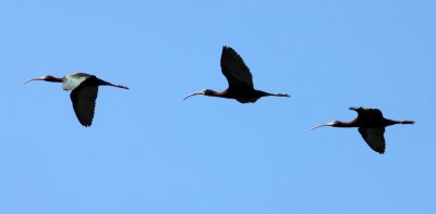 BIRD - IBIS - WHITE-FACED IBIS - KERN NATIONAL WILDLIFE REFUGE CALIFORNIA (22).JPG