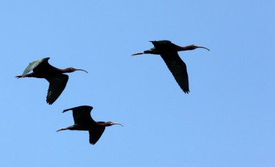 BIRD - IBIS - WHITE-FACED IBIS - KERN NATIONAL WILDLIFE REFUGE CALIFORNIA (4).JPG