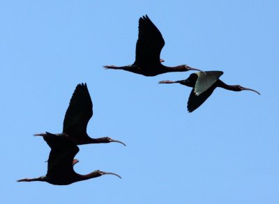 BIRD - IBIS - WHITE-FACED IBIS - KERN NATIONAL WILDLIFE REFUGE CALIFORNIA (7).JPG