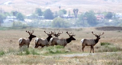 CERVID - ELK - TULE ELK - KERN COUNTRY TULE ELK RESERVE CALIFORNIA (14).JPG