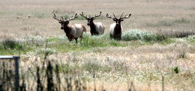 CERVID - ELK - TULE ELK - KERN COUNTRY TULE ELK RESERVE CALIFORNIA (9).JPG