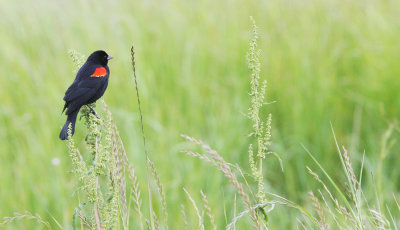 BIRD - BLACKBIRD - RED-WINGED BLACKBIRD - COSUMNES RIVER PRESERVE CALIFORNIA (2).JPG