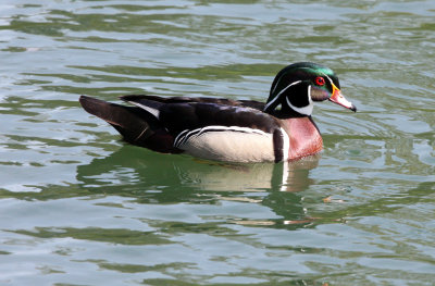 BIRD - DUCK - WOODDUCK - SACRAMENTO CALIFORNIA (14).JPG