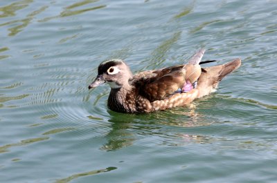 BIRD - DUCK - WOODDUCK - SACRAMENTO CALIFORNIA (17).JPG