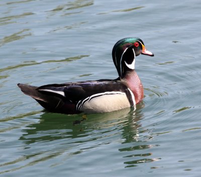 BIRD - DUCK - WOODDUCK - SACRAMENTO CALIFORNIA (18).JPG