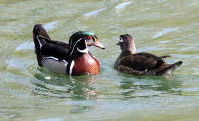 BIRD - DUCK - WOODDUCK - SACRAMENTO CALIFORNIA (3).JPG