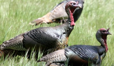 BIRD - TURKEY - WILD TURKEY -  SACRAMENTO CALIFORNIA EFFIE YEAW NATURE RESERVE (14).JPG