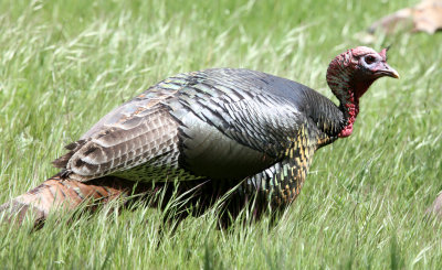 BIRD - TURKEY - WILD TURKEY -  SACRAMENTO CALIFORNIA EFFIE YEAW NATURE RESERVE (16).JPG