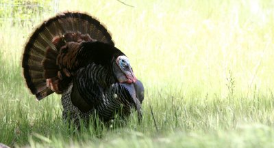 BIRD - TURKEY - WILD TURKEY -  SACRAMENTO CALIFORNIA EFFIE YEAW NATURE RESERVE (2).JPG